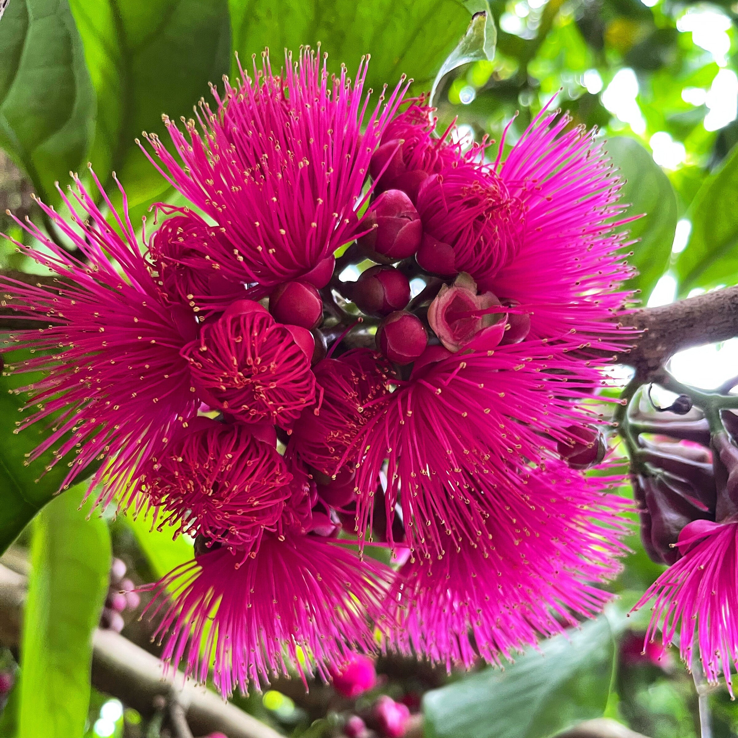 Flowers – Hawaiʻi Island Seed Co.