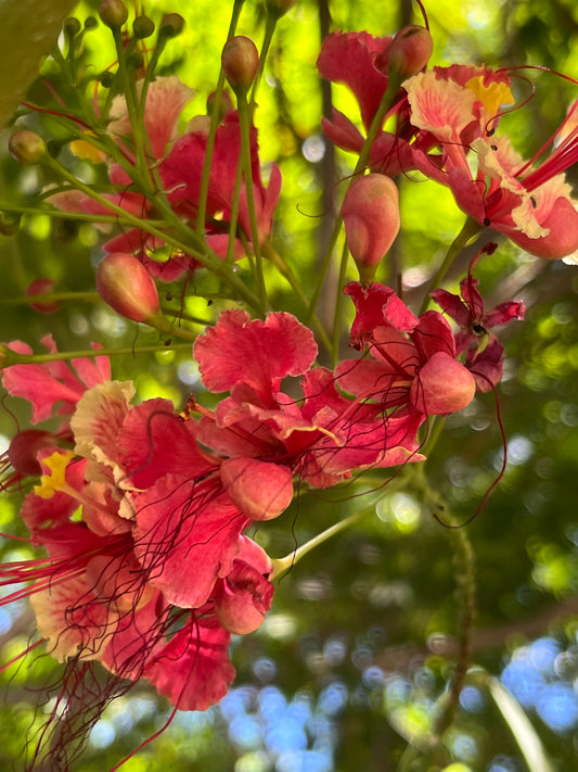 ʻOhai Aliʻi, Pink Flower