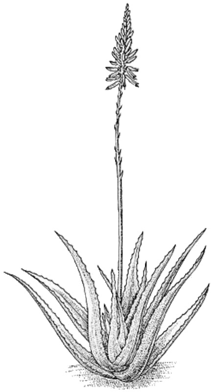 Aloe