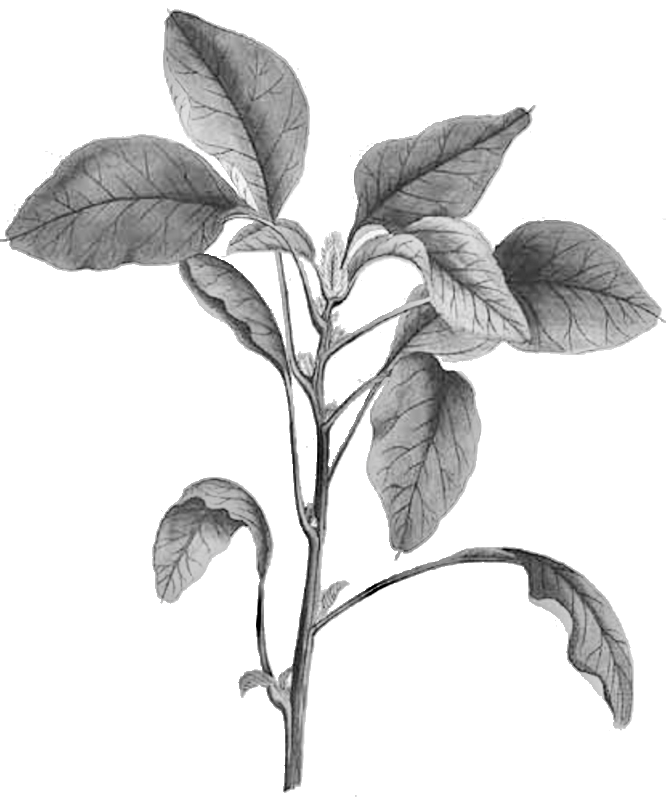 Amaranth