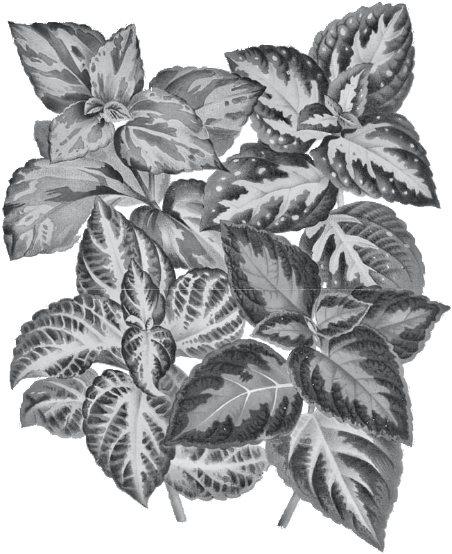 Coleus
