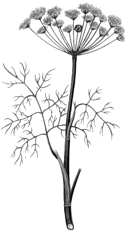 Dill