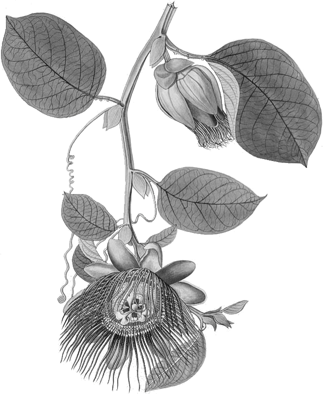 Giant Passionfruit