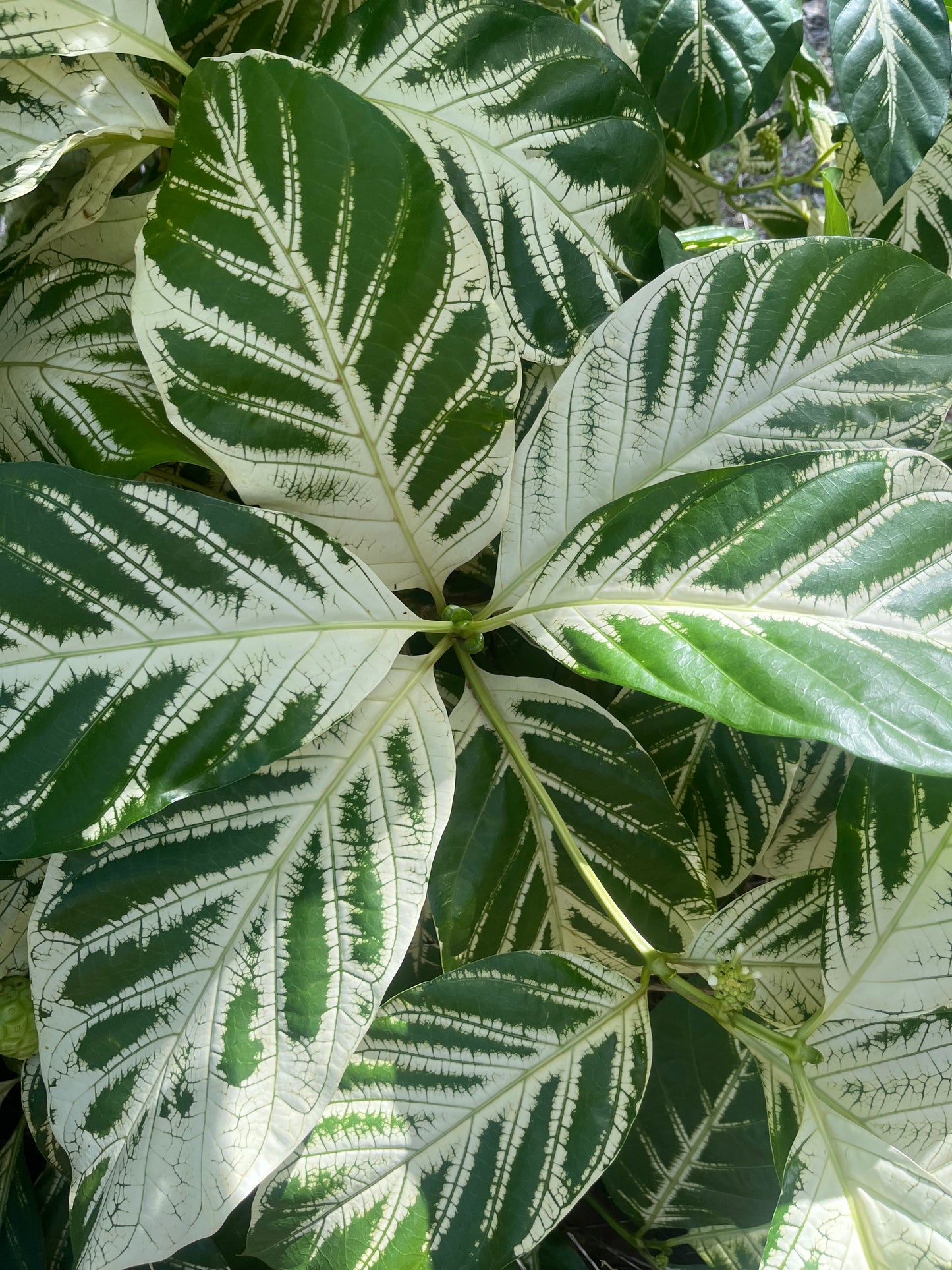 Variegated Noni