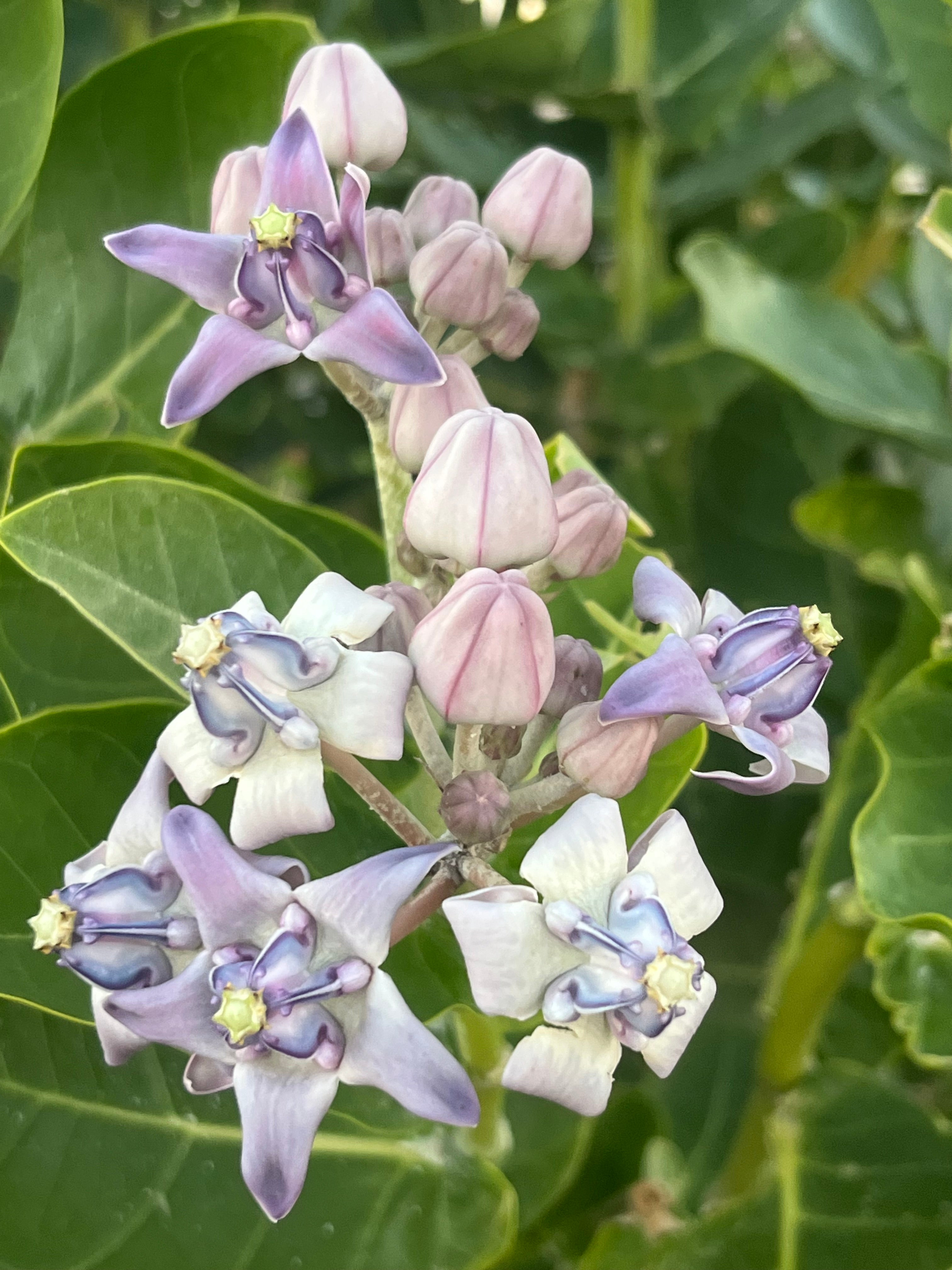 Crown Flower  Hawaii Island Seed Co.