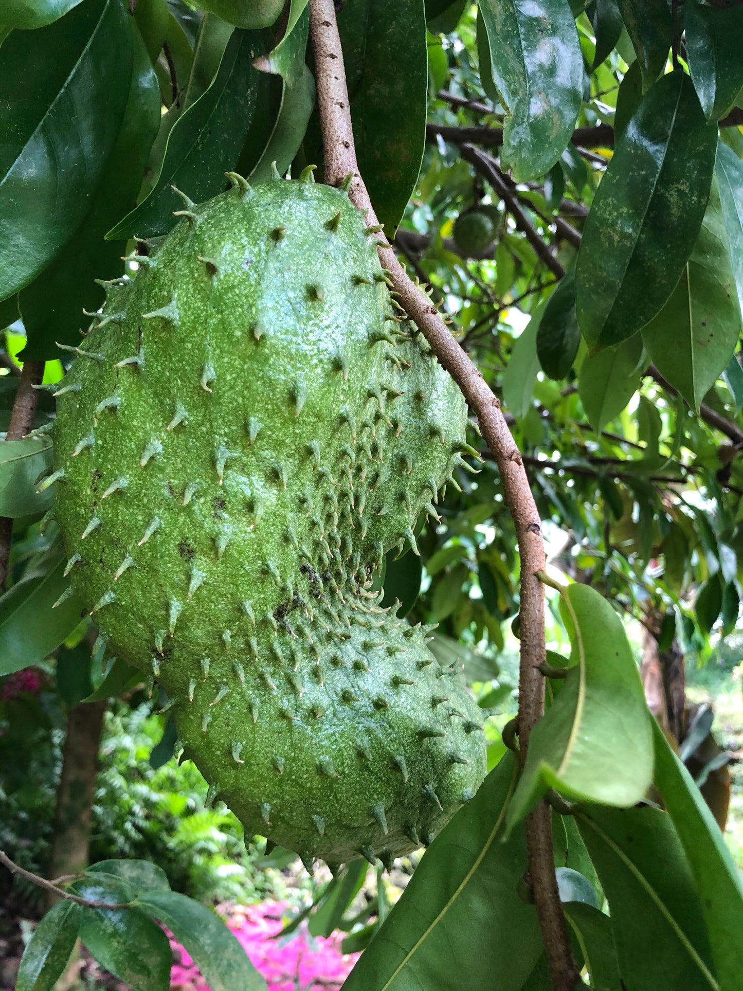 Soursop Tea