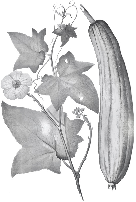 Luffa