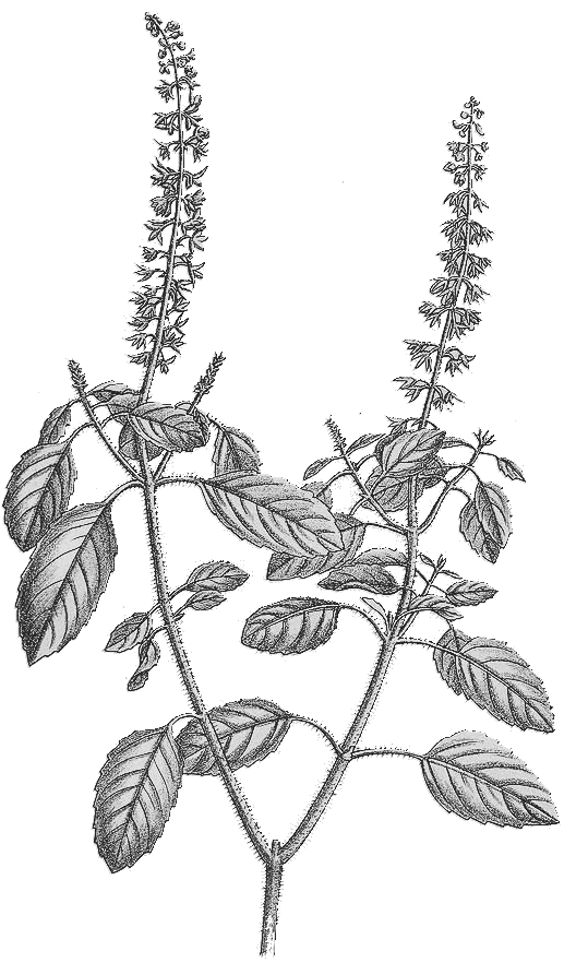 Tulsi