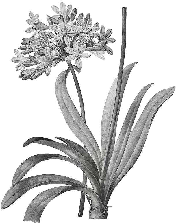 Agapanthus