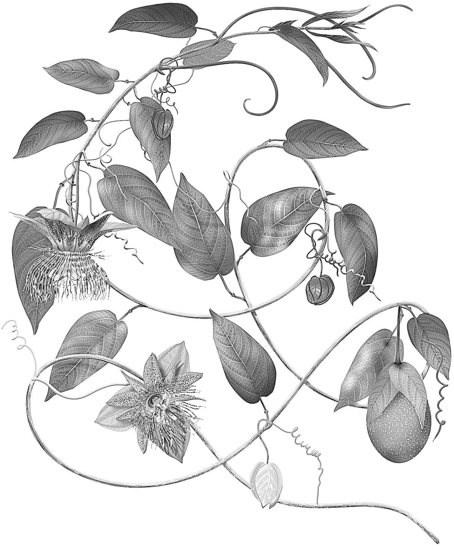 Cholupa