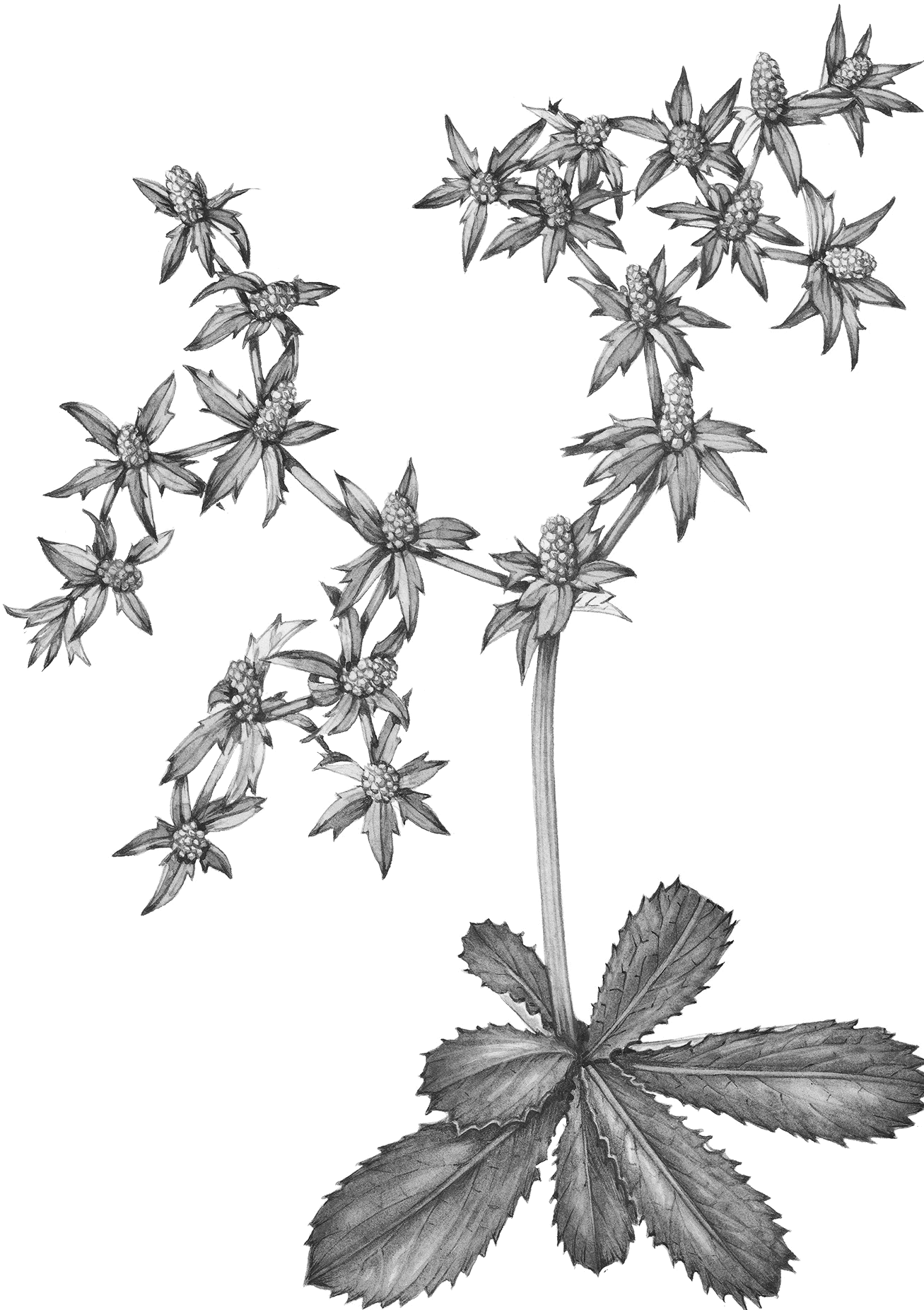 Culantro