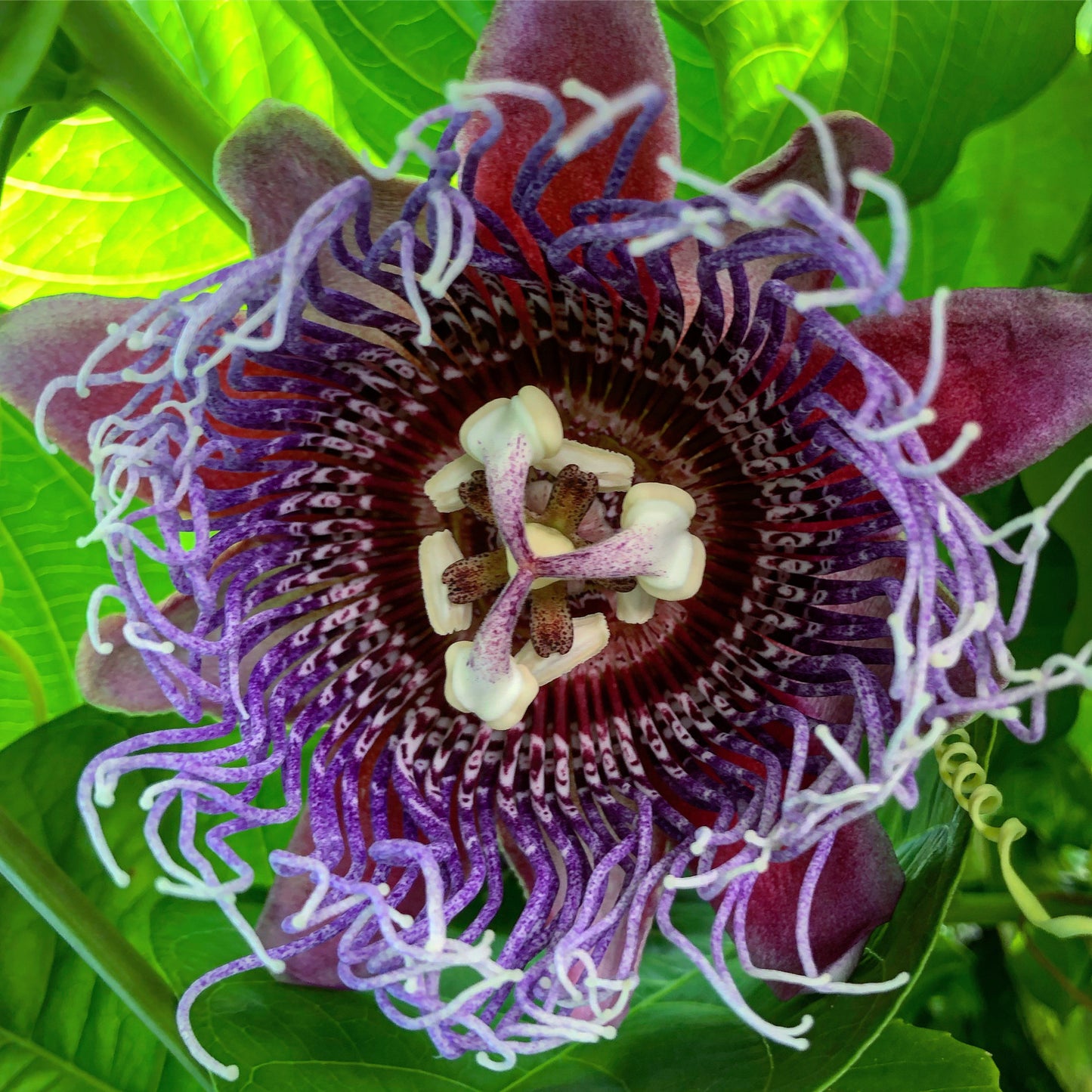 Giant Passionfruit