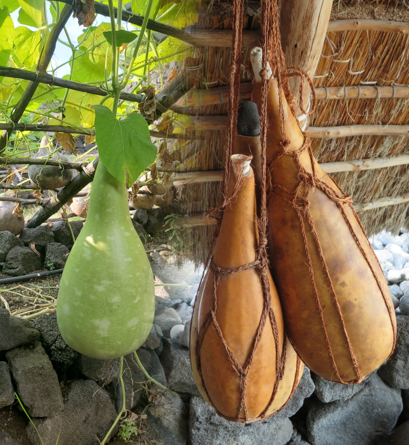 Ipu