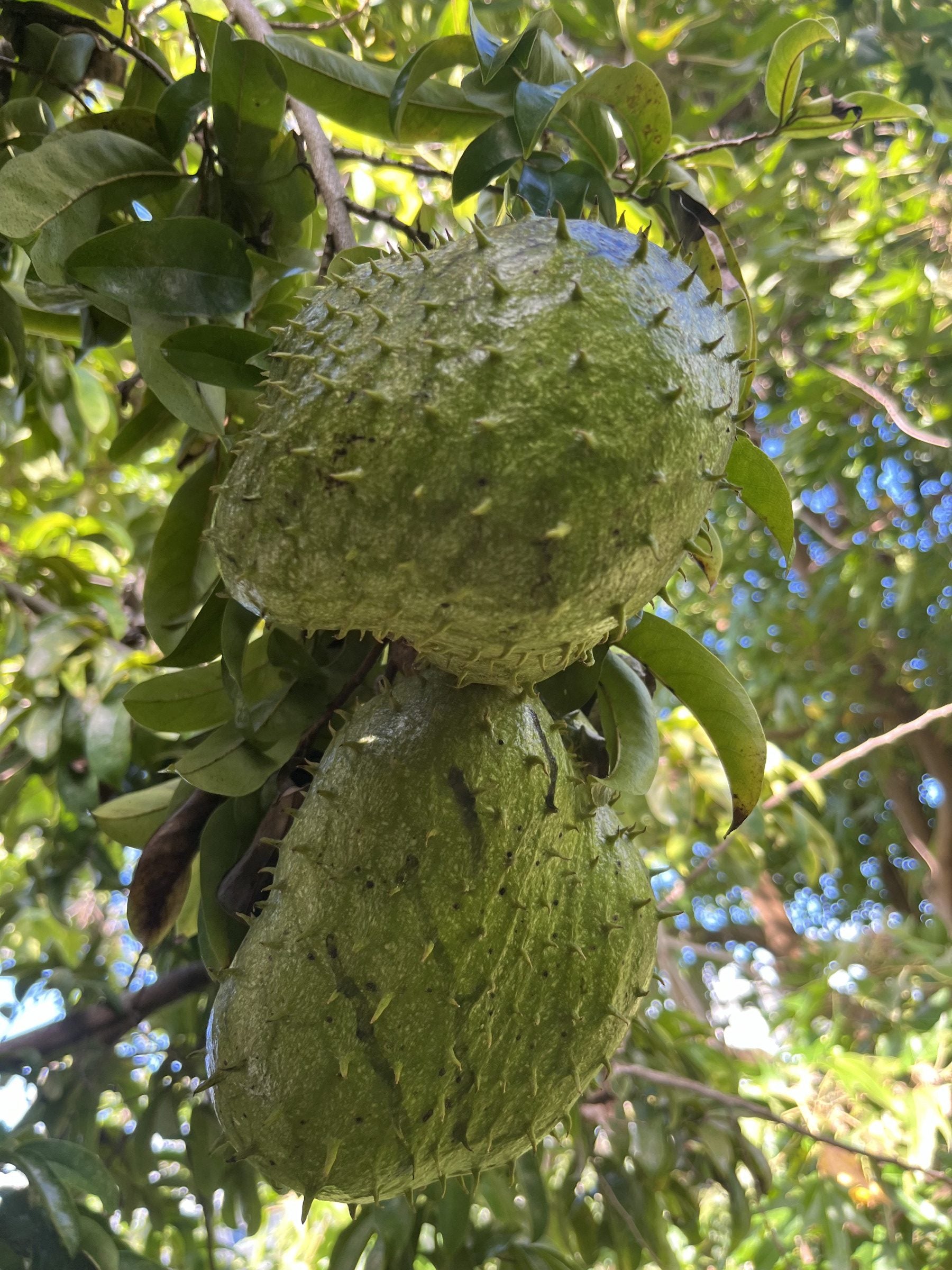 plant soursop seeds Soursop – Hawaiʻi Island Seed Co