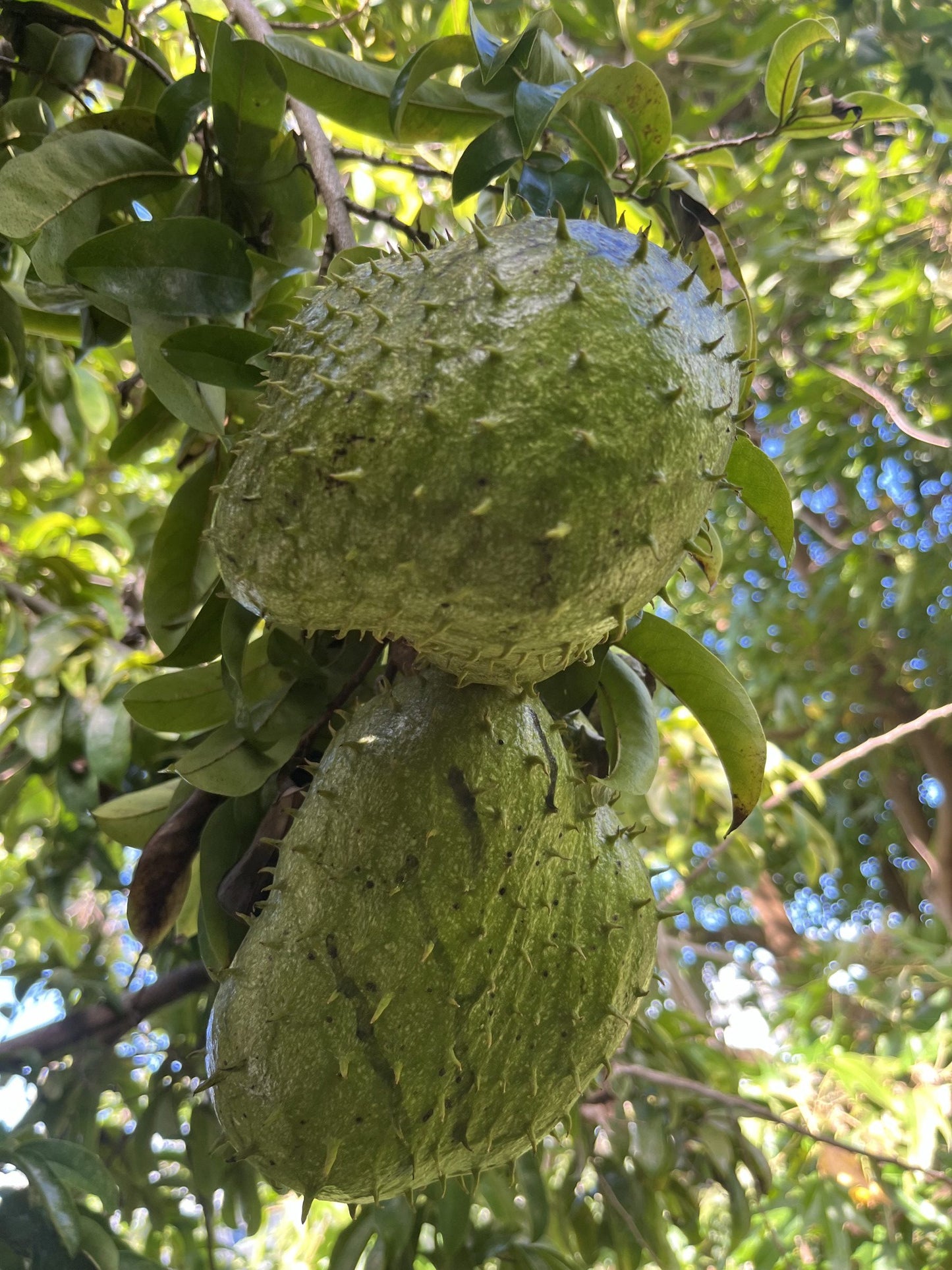 Soursop