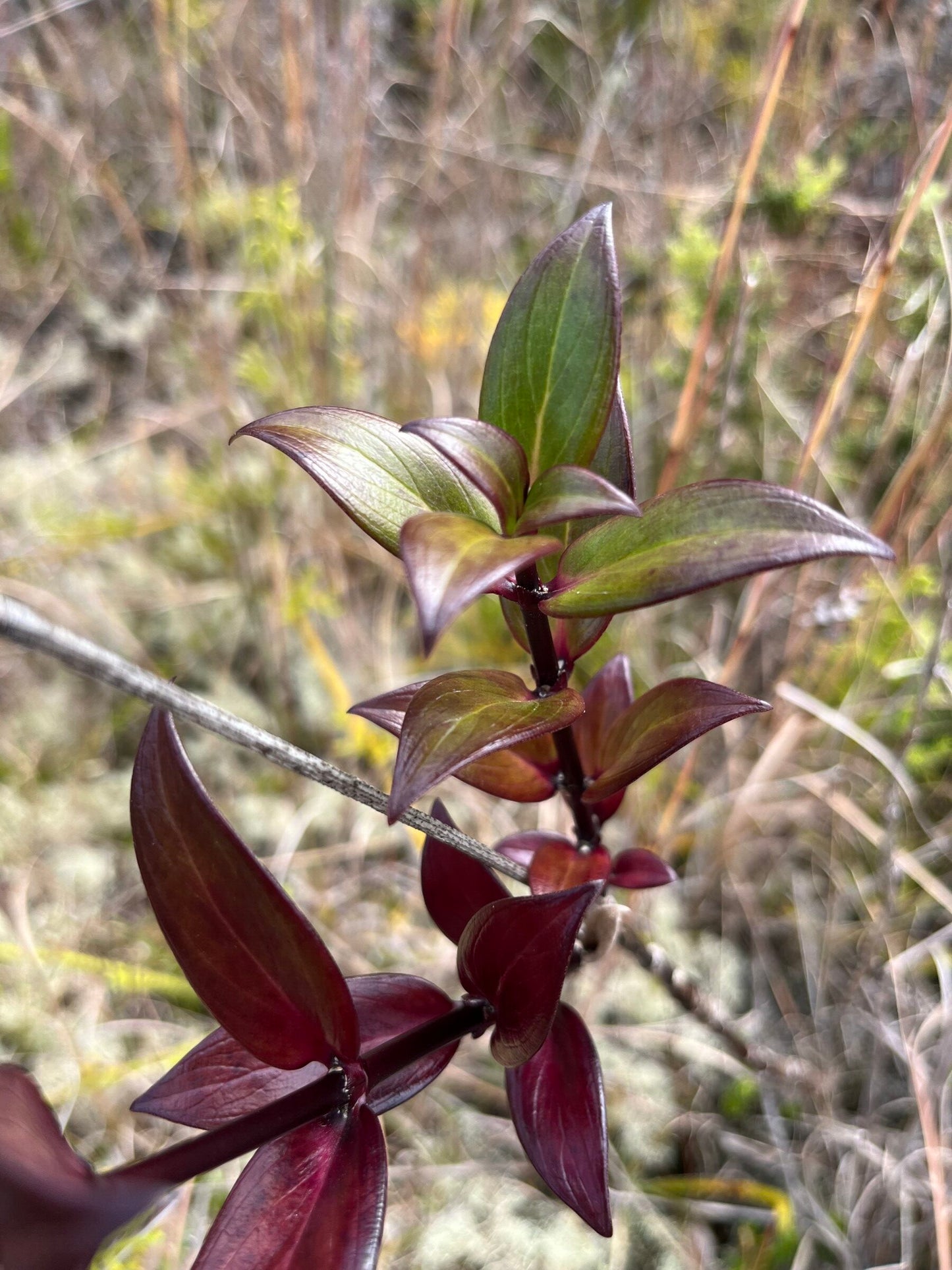 Manono