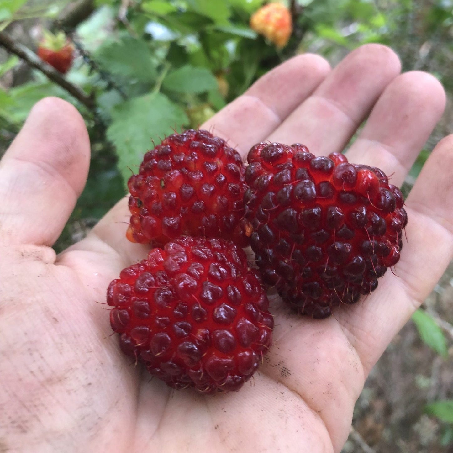 ʻAkala, Red Fruit