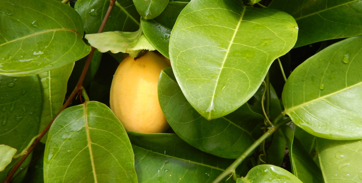 Jamaican Lilikoʻi
