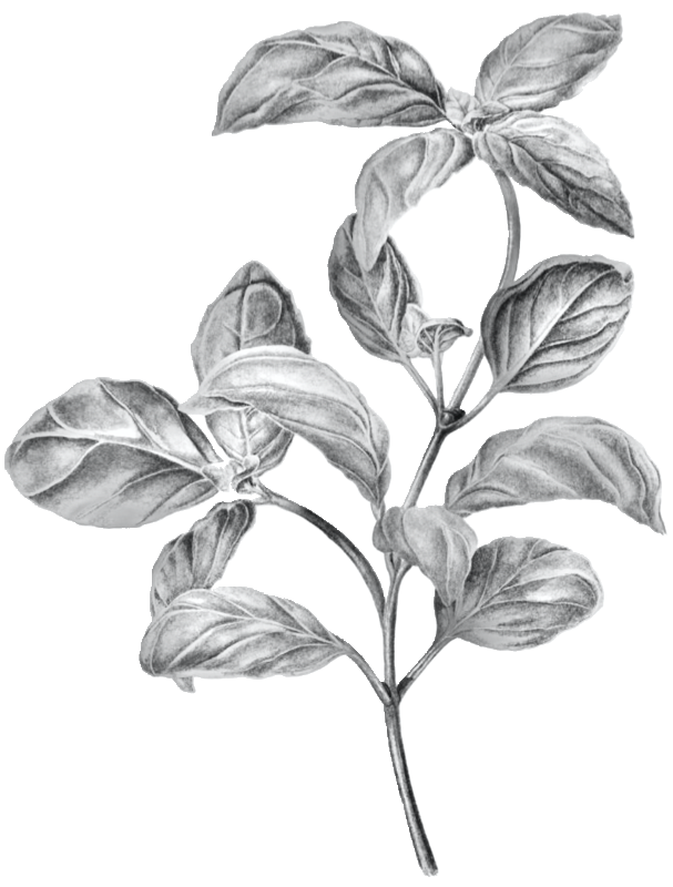 Lemon Basil