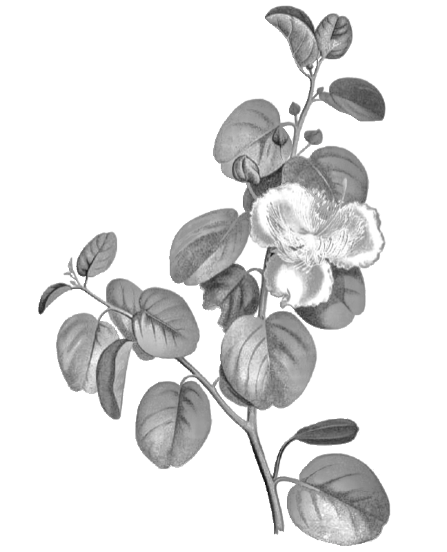 Maiapilo