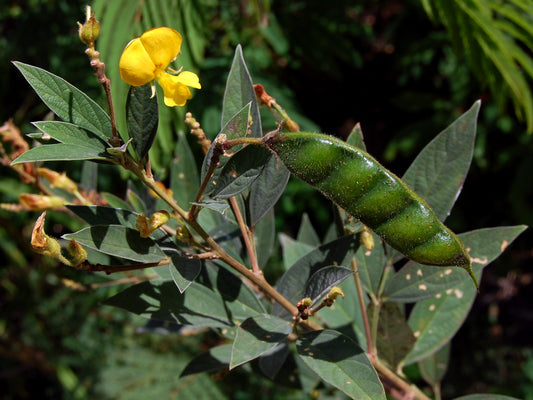 Pigeon Pea