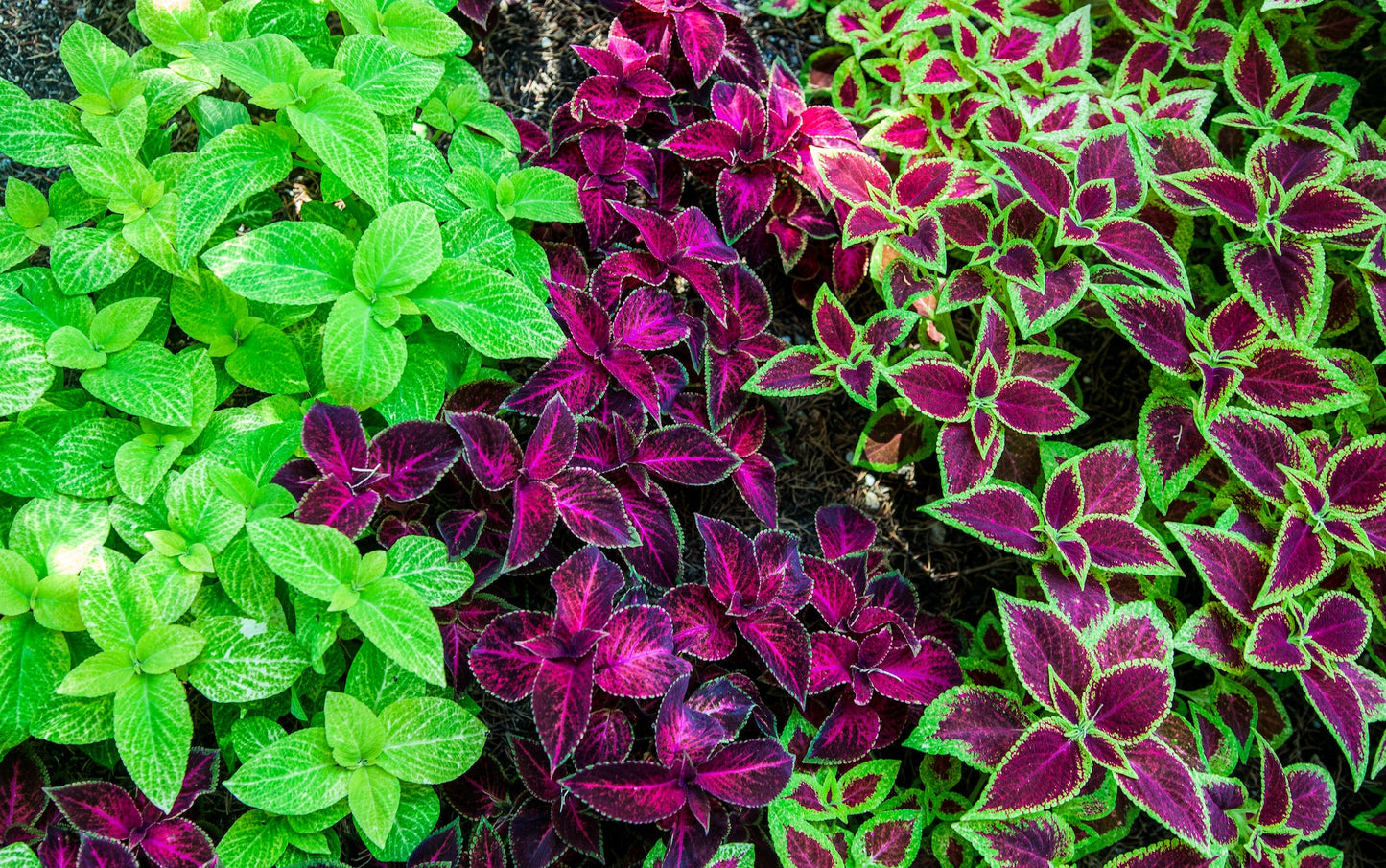 Coleus