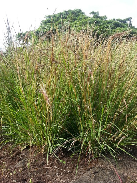 Garden & Landscape