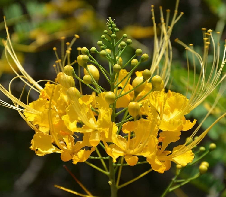 Pollinators