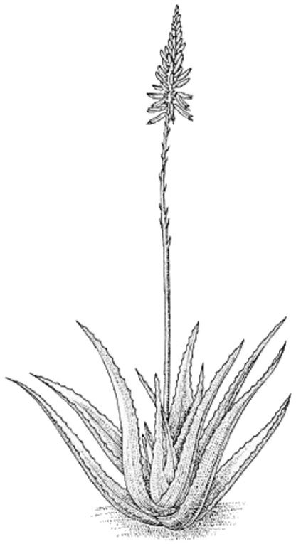 Aloe