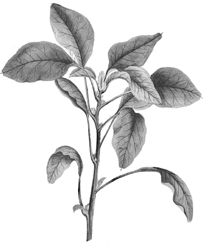 Amaranth