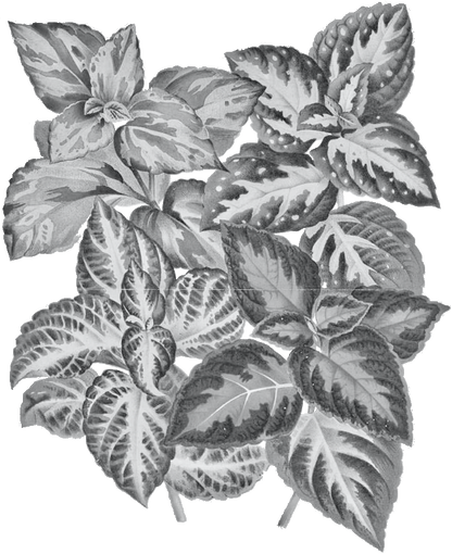 Coleus
