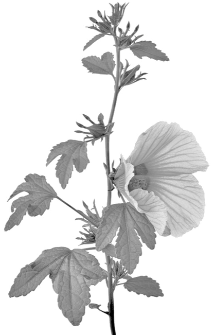 Cranberry Hibiscus