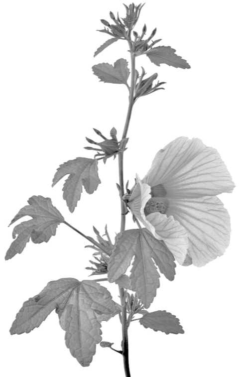 Cranberry Hibiscus