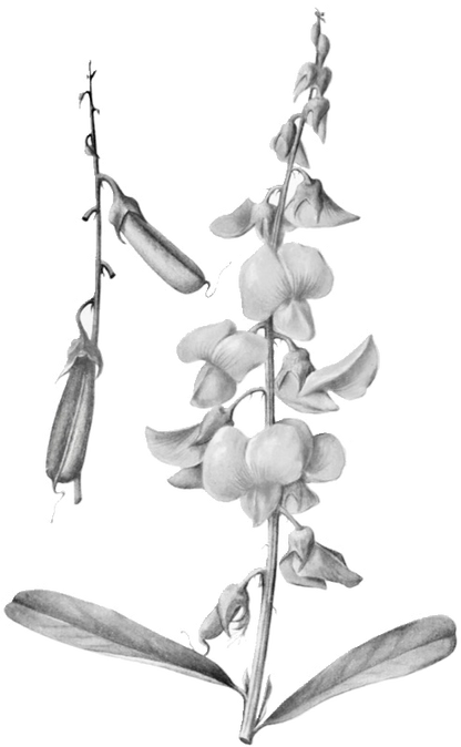 Crotalaria