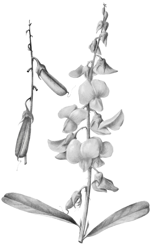 Crotalaria
