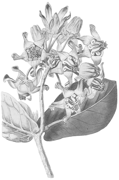 crown flower seed Crown Flower – Hawaiʻi Island Seed Co