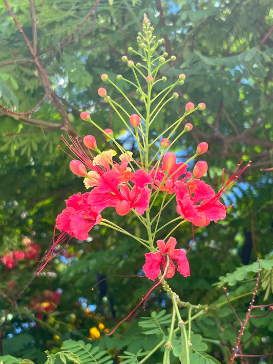 ʻOhai Aliʻi, Pink Flower