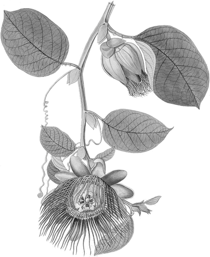 Giant Passionfruit