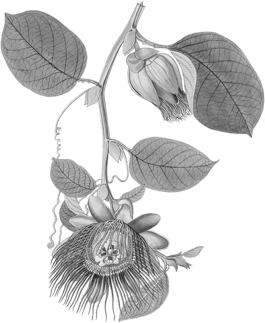 Giant Passionfruit