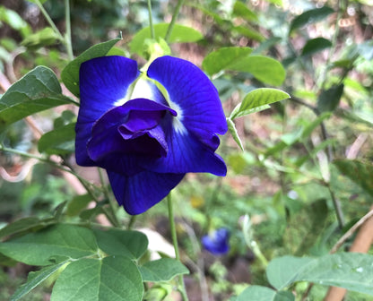 Butterfly Pea