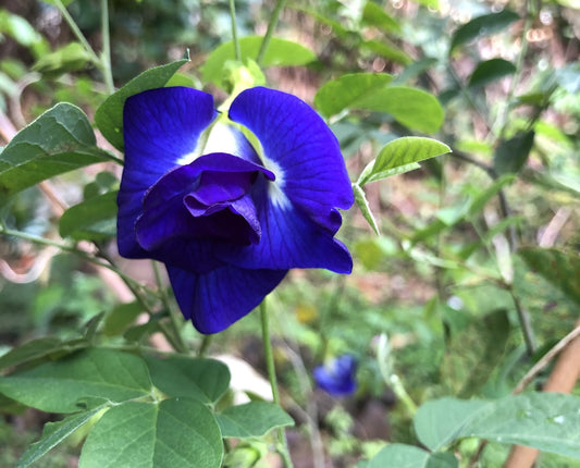 Butterfly Pea