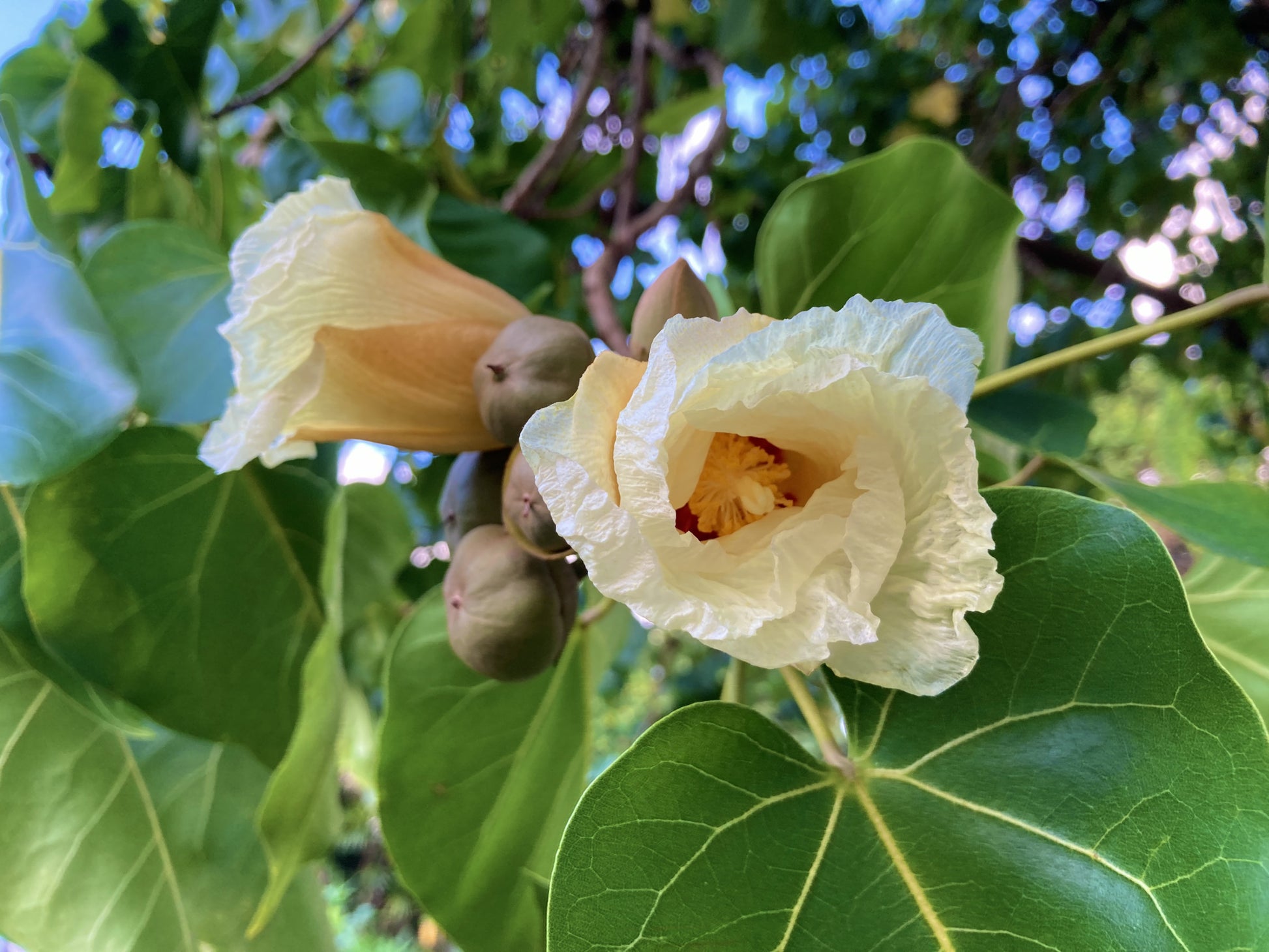 milo seed for planting Milo – Hawaiʻi Island Seed Co