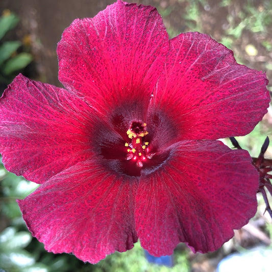 Cranberry Hibiscus