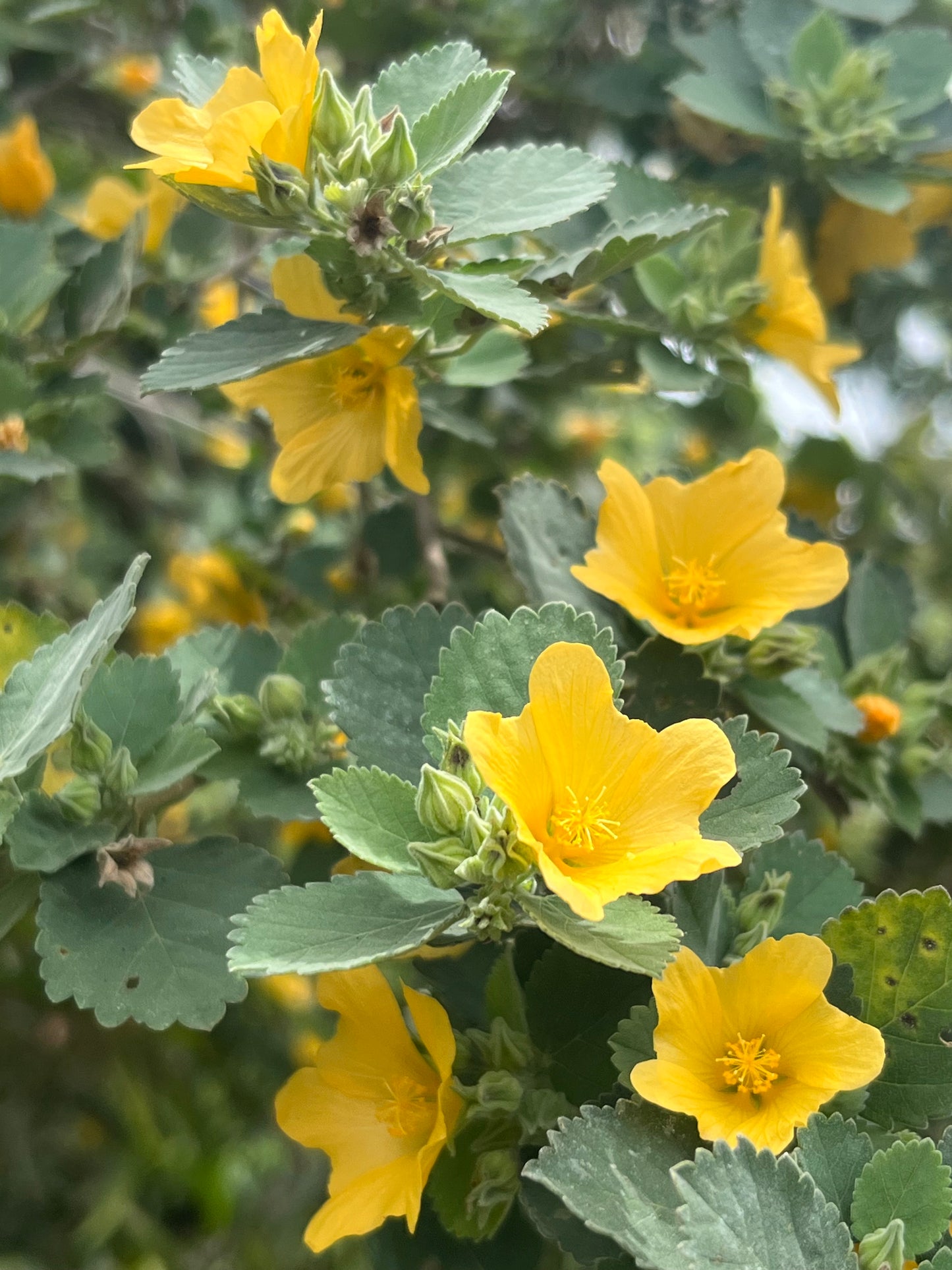 ʻIlima