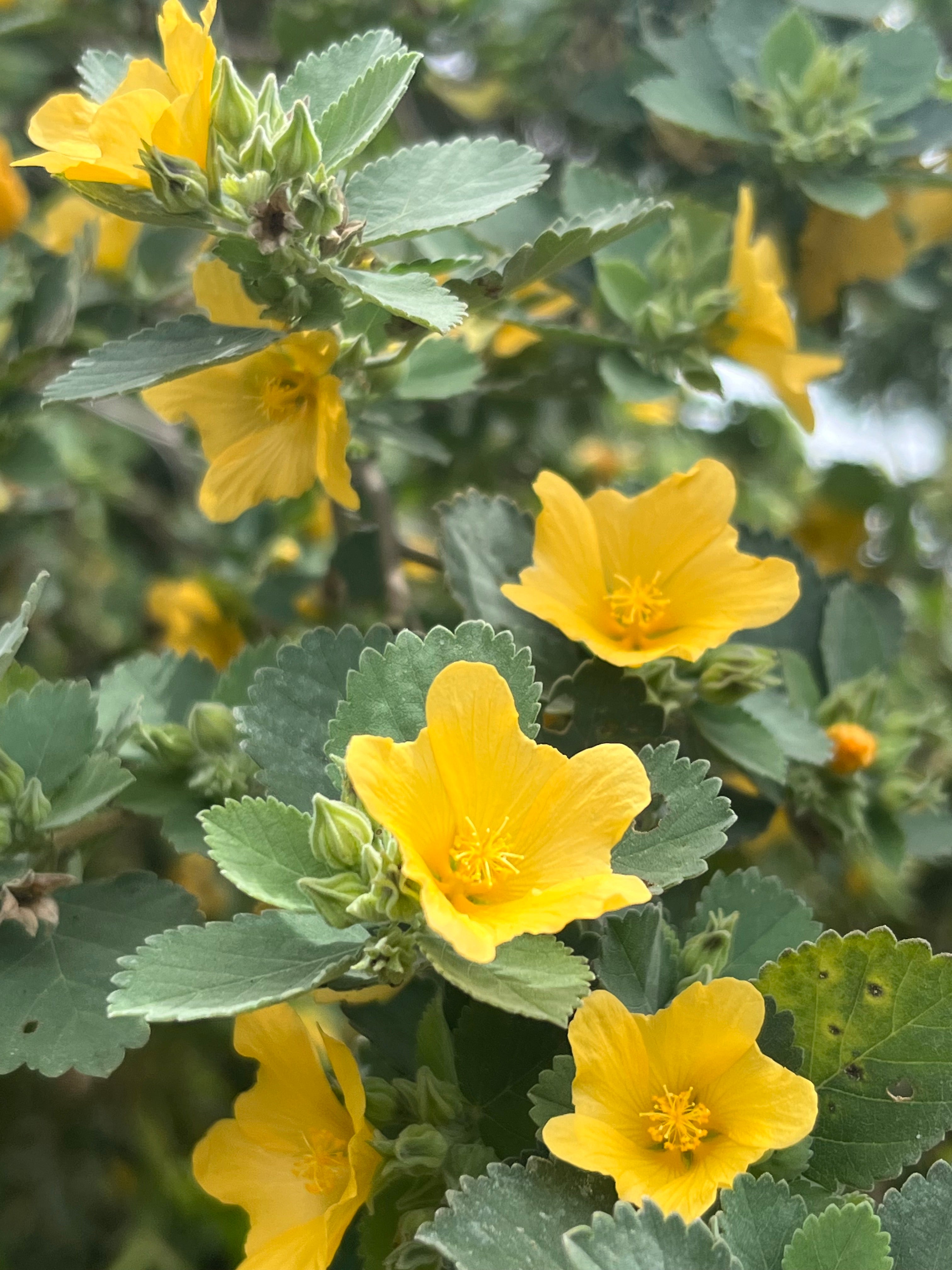 Native Hawaiian Hibiscus Mix – Hawaiʻi Island Seed Co.