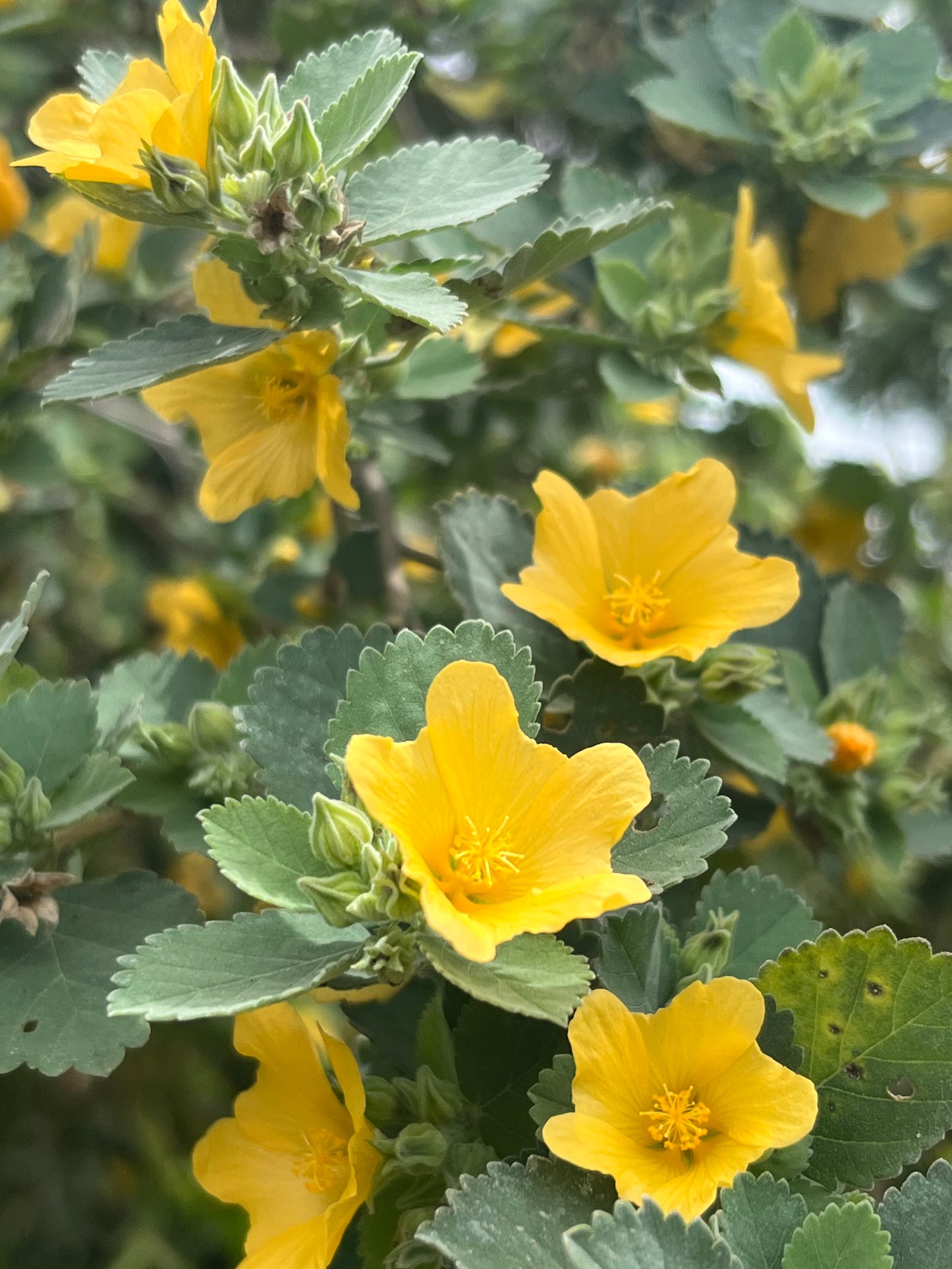 Native Hawaiian Hibiscus Mix