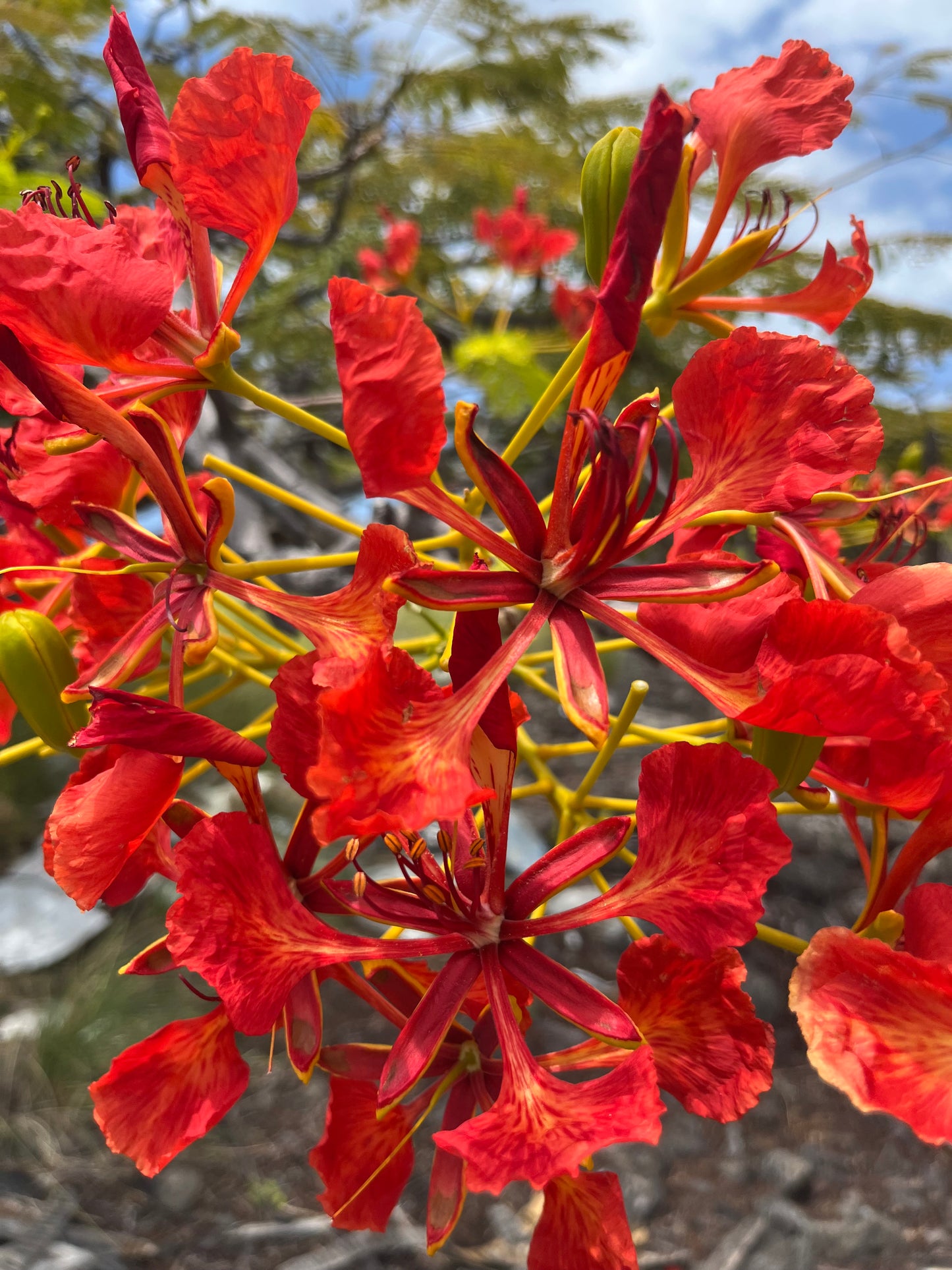 Royal Poinciana
