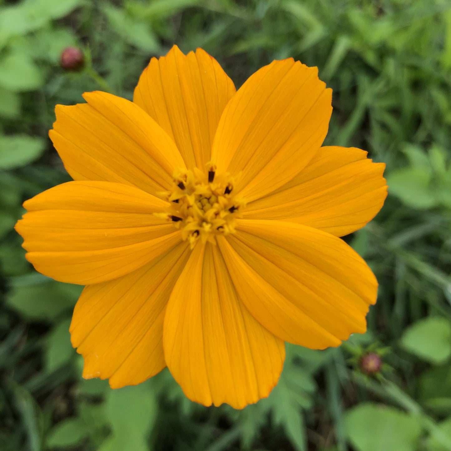 Cosmos