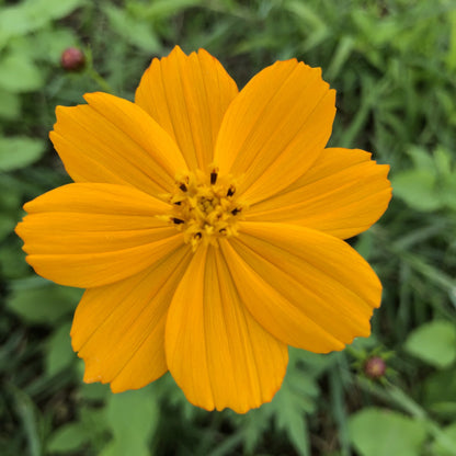 Cosmos
