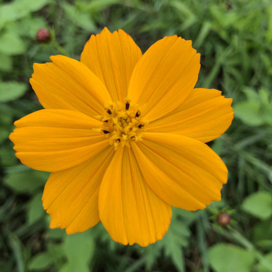 Cosmos